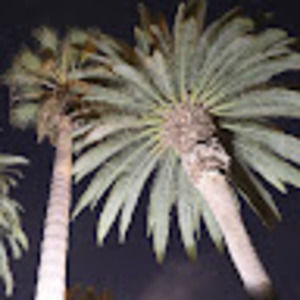 Meet your Posher, Franklin